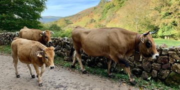 El Gobierno de Cantabria destina 170.000 euros en ayudas a las agrupaciones de defensa sanitaria ganadera