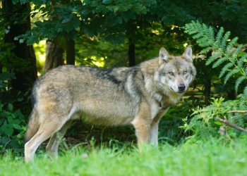 Cantabria solicita autorización para controles de lobo en la Sierra de El Caballar y Costa Occidental