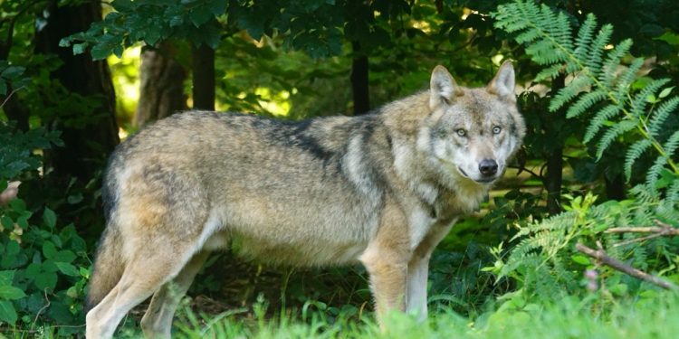 Cantabria solicita autorización para controles de lobo en la Sierra de El Caballar y Costa Occidental