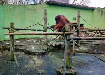 Denuncian las condiciones «deplorables» de los orangutanes en el Zoológico de Santillana del Mar