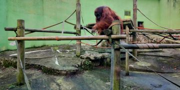 Denuncian las condiciones «deplorables» de los orangutanes en el Zoológico de Santillana del Mar