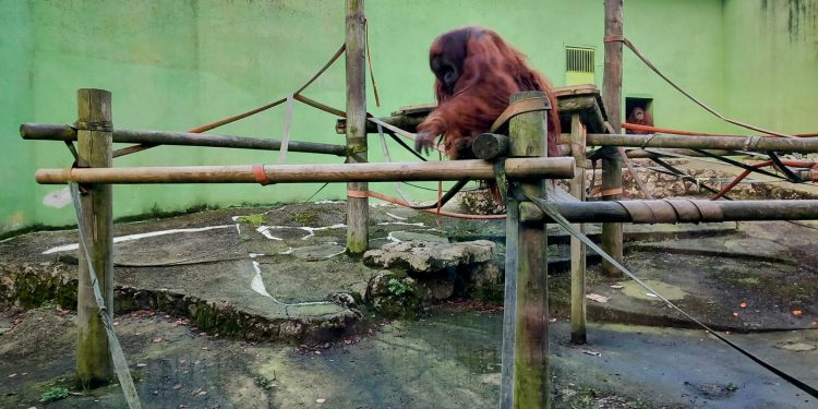 Denuncian las condiciones «deplorables» de los orangutanes en el Zoológico de Santillana del Mar