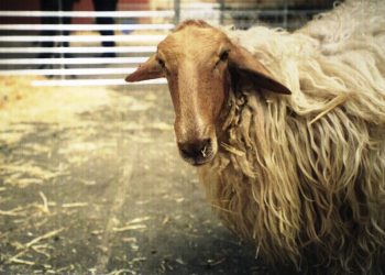 Cantabria destina 45.000 euros en ayudas para impulsar las razas autóctonas de ganado ovino y caprino