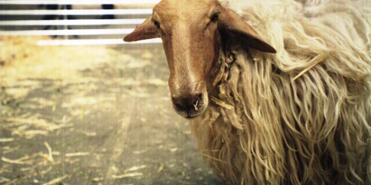 Cantabria destina 45.000 euros en ayudas para impulsar las razas autóctonas de ganado ovino y caprino