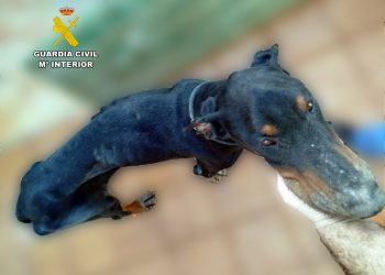 Detenido un hombre en Torrelavega por maltrato animal al tener un perro en estado de extrema delgadez