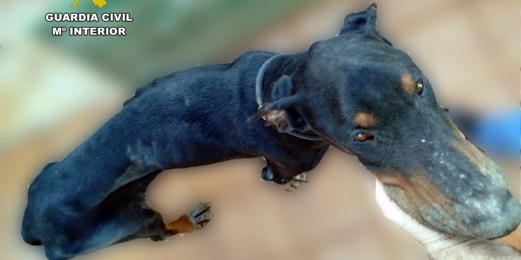 Detenido un hombre en Torrelavega por maltrato animal al tener un perro en estado de extrema delgadez