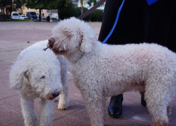 Astillero acogerá el II Concurso Nacional del Perro de Aguas del Cantábrico el 29 de marzo