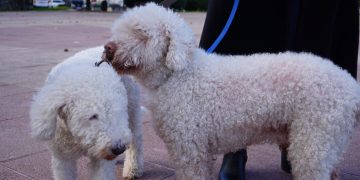 Astillero acogerá el II Concurso Nacional del Perro de Aguas del Cantábrico el 29 de marzo