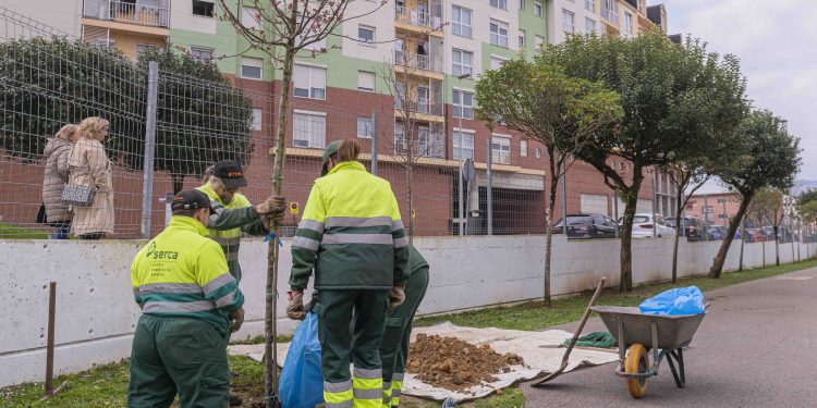 Torrelavega impulsa la educación ambiental con la plantación de árboles frutales en colegios