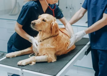 Veterinarios cortan el tráfico en Santander en una protesta contra la Ley del Medicamento
