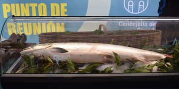 Piélagos acogerá de nuevo la subasta del “Campanu” de Cantabria tras la captura del primer salmón de la temporada