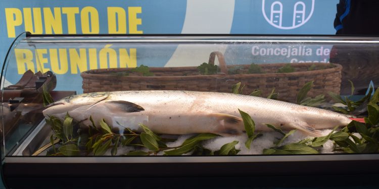 Piélagos acogerá de nuevo la subasta del “Campanu” de Cantabria tras la captura del primer salmón de la temporada