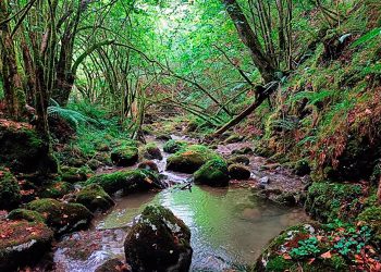 El IHCantabria estudia el papel de los refugios térmicos en ríos de montaña para frenar los efectos del cambio climático