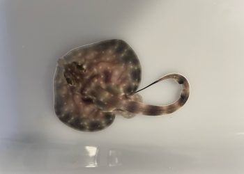 Nuevos nacimientos en el Museo Marítimo del Cantábrico: rayas, pintarrojas y alitanes llenan de vida el laboratorio de cría