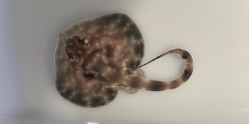 Nuevos nacimientos en el Museo Marítimo del Cantábrico: rayas, pintarrojas y alitanes llenan de vida el laboratorio de cría