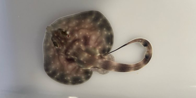 Nuevos nacimientos en el Museo Marítimo del Cantábrico: rayas, pintarrojas y alitanes llenan de vida el laboratorio de cría