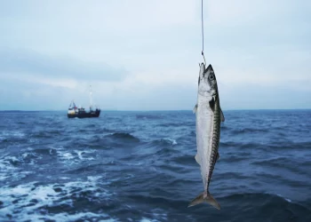 El Ministerio de Agricultura y el IEO inician la campaña Jureva 2025 para evaluar la biomasa de caballa en el Cantábrico