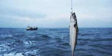 El Ministerio de Agricultura y el IEO inician la campaña Jureva 2025 para evaluar la biomasa de caballa en el Cantábrico