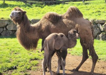 Nace una nueva cría de camello bactriano en el Parque de la Naturaleza de Cabárceno
