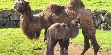 Nace una nueva cría de camello bactriano en el Parque de la Naturaleza de Cabárceno