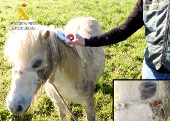 Investigados en Cantabria dos vecinos por la muerte de dos cachorros arrastrados por un coche y por maltrato a un pony