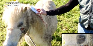 Investigados en Cantabria dos vecinos por la muerte de dos cachorros arrastrados por un coche y por maltrato a un pony