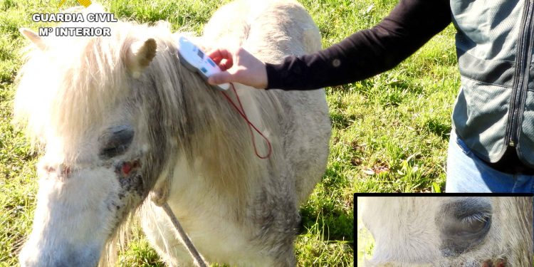 Investigados en Cantabria dos vecinos por la muerte de dos cachorros arrastrados por un coche y por maltrato a un pony