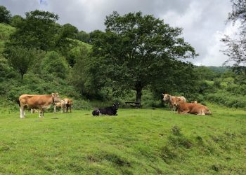 Susinos culpa al Gobierno central del error que ha reducido los pagos a ganaderos cántabros