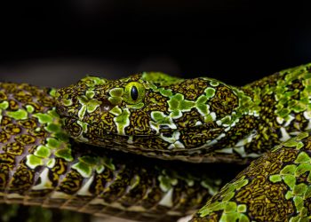 Cabárceno refuerza su Reptilario con tres nuevas especies de serpientes venenosas asiáticas, una de ellas en grave peligro de extinción