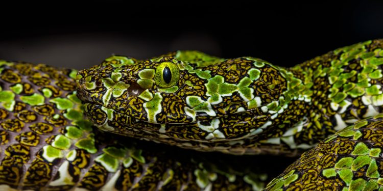 Cabárceno refuerza su Reptilario con tres nuevas especies de serpientes venenosas asiáticas, una de ellas en grave peligro de extinción