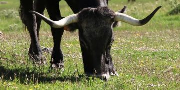 «La subida del ganado a los puertos»- Patrimonio de Cantabria / El Mirador 23-05-2025