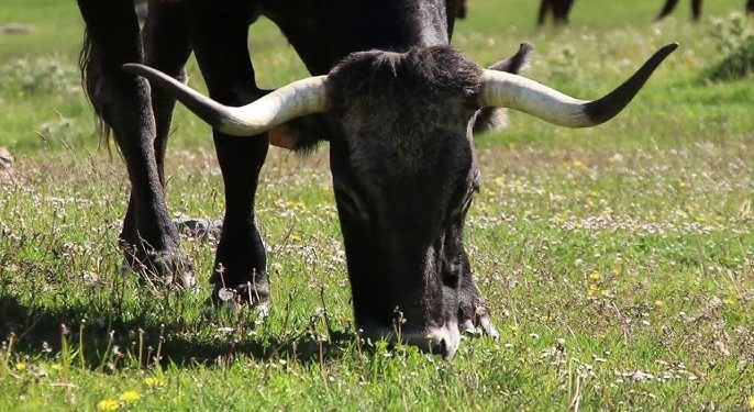 «La subida del ganado a los puertos»- Patrimonio de Cantabria / El Mirador 23-05-2025