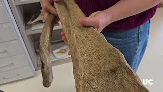 Descubren en Cantabria los primeros indicios de aprovechamiento de ballenas por humanos prehistóricos