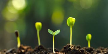 Descubrir, saborear y sanar: un curso para reconectar con las plantas en Reinosa