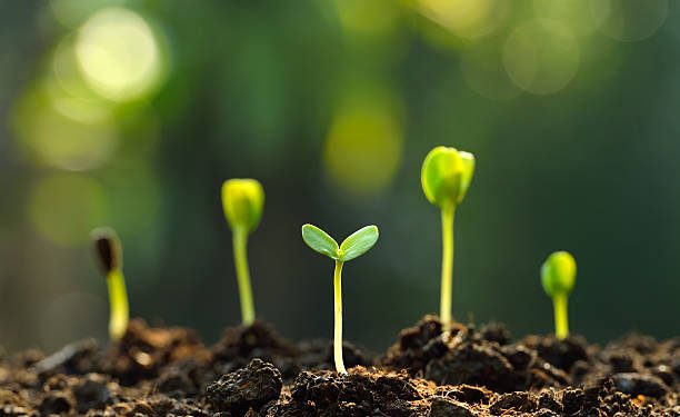 Descubrir, saborear y sanar: un curso para reconectar con las plantas en Reinosa