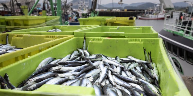 Cantabria lanza ayudas por 3,5 millones para modernizar la industria pesquera y acuícola