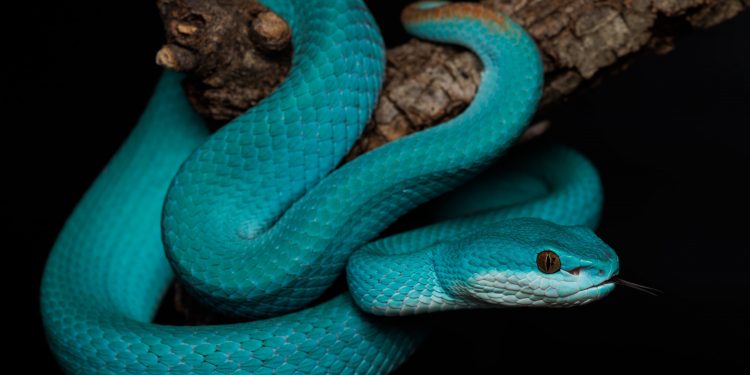 Cabárceno refuerza su reptilario con tres nuevas especies de serpientes venenosas asiáticas