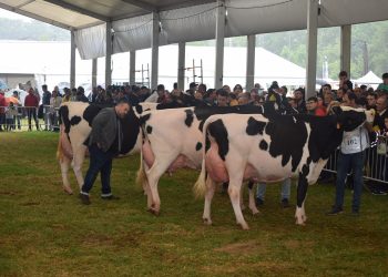 Renedo de Piélagos celebra la Feria de la Leche 2025 con un variado programa de actividades