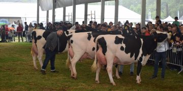 Renedo de Piélagos celebra la Feria de la Leche 2025 con un variado programa de actividades