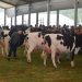 Renedo de Piélagos celebra la Feria de la Leche 2025 con un variado programa de actividades