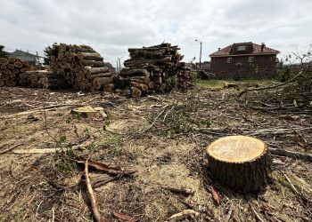 El PSOE de Reinosa exige explicaciones por la tala de árboles en el entorno del Pozo Pozmeo