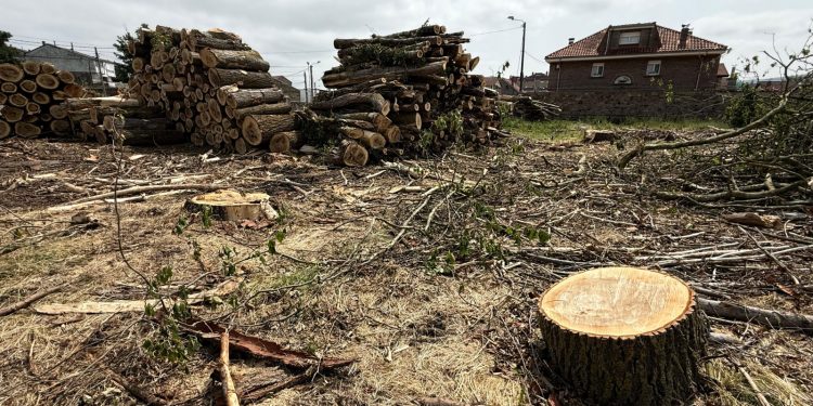 El PSOE de Reinosa exige explicaciones por la tala de árboles en el entorno del Pozo Pozmeo