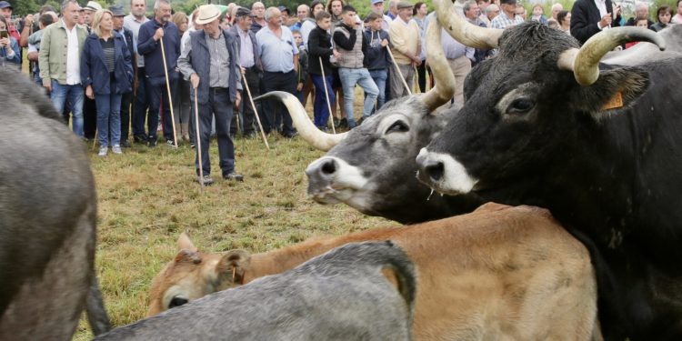 Cantabria abonará más de 5 millones de euros a 4.385 beneficiarios en el pago final de ecorregímenes y ayudas a la producción de proteínas
