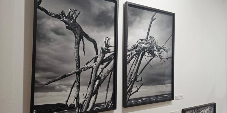 El Ayuntamiento de Santander incorpora cuatro nuevas obras al MAS adquiridas en ArteSantander 2025