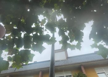 El PP de Torrelavega critica la falta de poda en árboles urbanos y alerta de riesgos para la seguridad vecinal