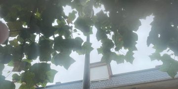 El PP de Torrelavega critica la falta de poda en árboles urbanos y alerta de riesgos para la seguridad vecinal