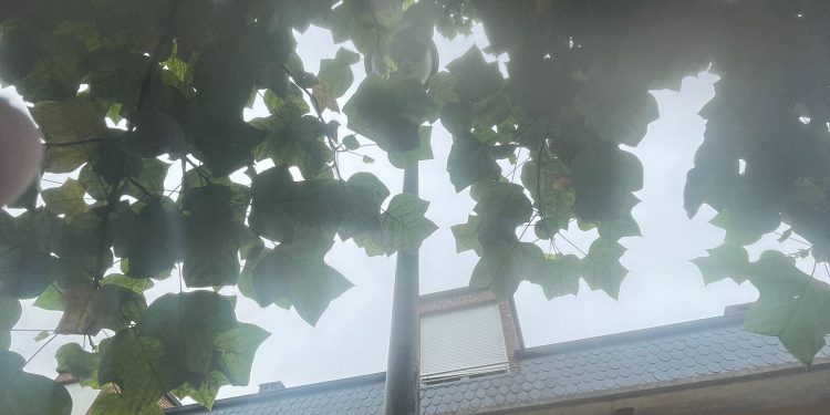 El PP de Torrelavega critica la falta de poda en árboles urbanos y alerta de riesgos para la seguridad vecinal