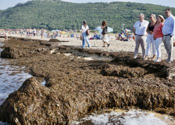 Cantabria retira más de 200 toneladas de alga asiática en las playas de Noja y reclama implicación al Gobierno central