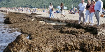 Cantabria retira más de 200 toneladas de alga asiática en las playas de Noja y reclama implicación al Gobierno central