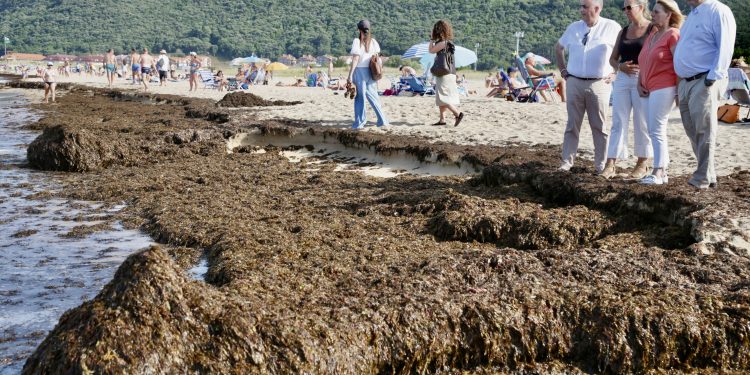Cantabria retira más de 200 toneladas de alga asiática en las playas de Noja y reclama implicación al Gobierno central